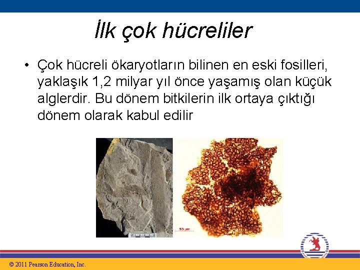 İlk çok hücreliler • Çok hücreli ökaryotların bilinen en eski fosilleri, yaklaşık 1, 2