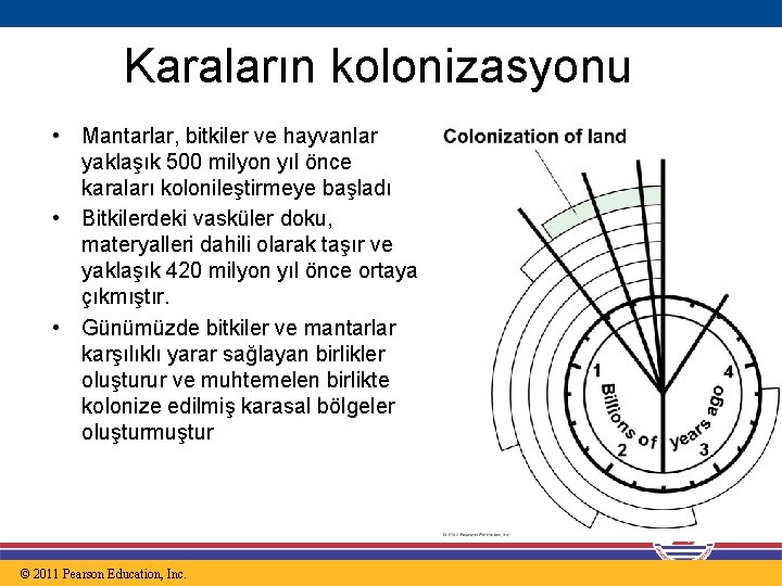 Karaların kolonizasyonu • Mantarlar, bitkiler ve hayvanlar yaklaşık 500 milyon yıl önce karaları kolonileştirmeye