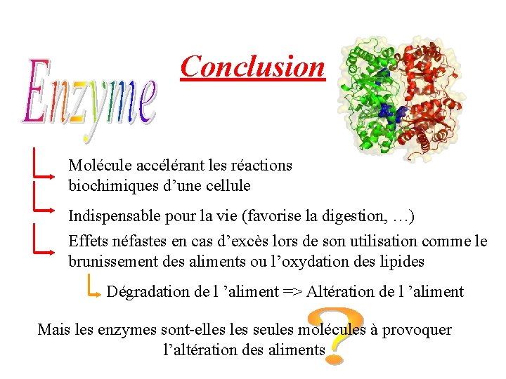 Conclusion Molécule accélérant les réactions biochimiques d’une cellule Indispensable pour la vie (favorise la