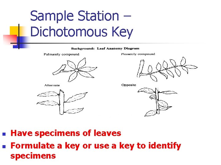 Sample Station – Dichotomous Key n n Have specimens of leaves Formulate a key