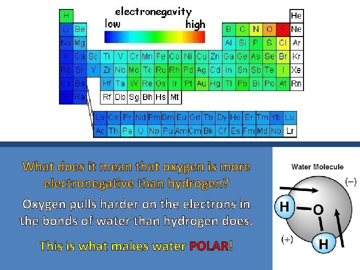 What does it mean that oxygen is more electronegative than hydrogen? Oxygen pulls harder