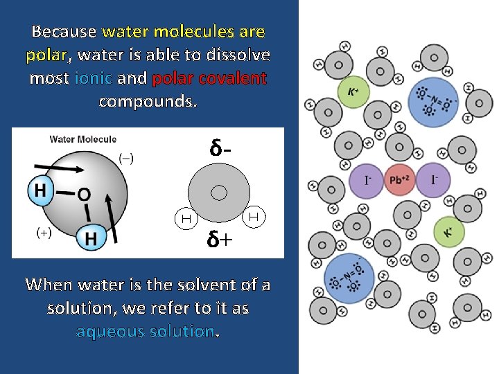 Because water molecules are polar, water is able to dissolve most ionic and polar