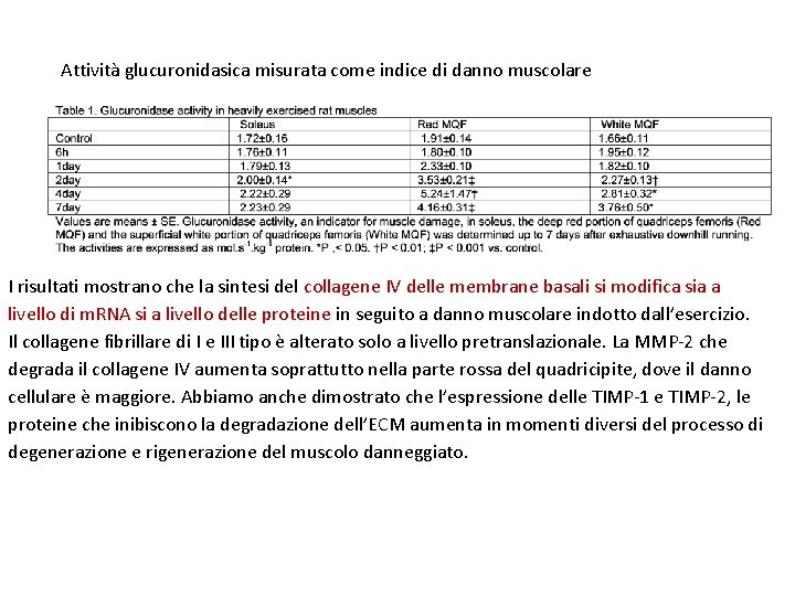 Attività glucuronidasica misurata come indice di danno muscolare I risultati mostrano che la sintesi