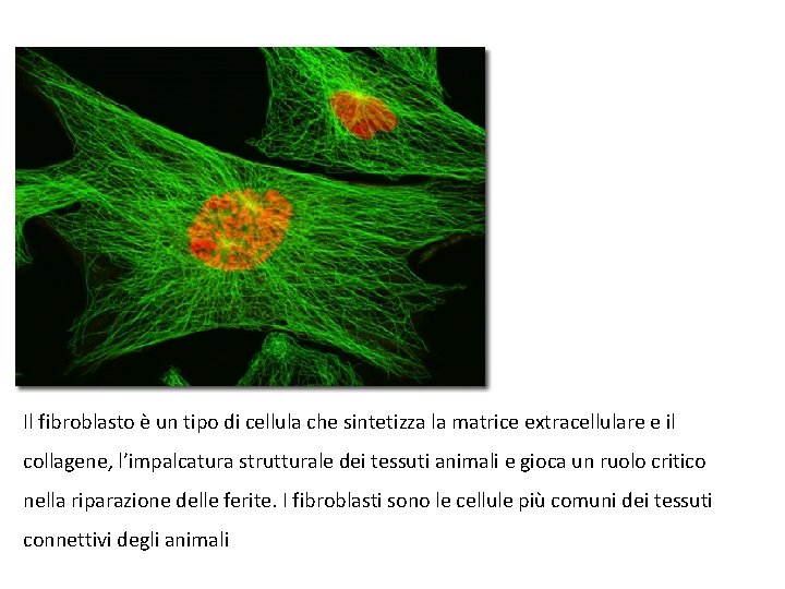 Il fibroblasto è un tipo di cellula che sintetizza la matrice extracellulare e il