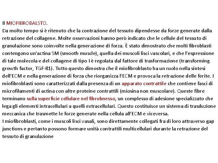 Il MIOFIBROBALSTO. Da molto tempo si è ritenuto che la contrazione del tessuto dipendesse