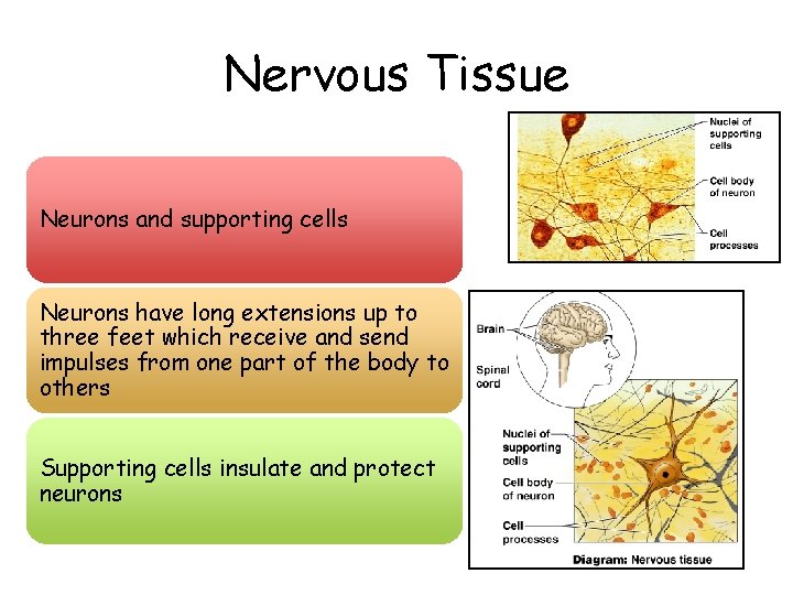 Nervous Tissue Neurons and supporting cells Neurons have long extensions up to three feet