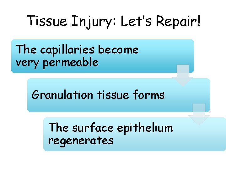 Tissue Injury: Let’s Repair! The capillaries become very permeable Granulation tissue forms The surface