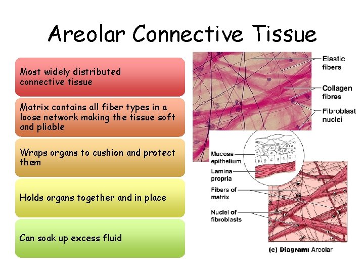 Areolar Connective Tissue Most widely distributed connective tissue Matrix contains all fiber types in