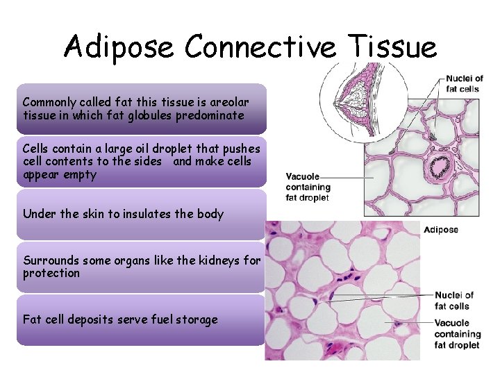 Adipose Connective Tissue Commonly called fat this tissue is areolar tissue in which fat