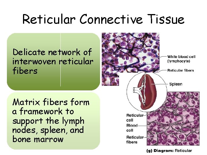 Reticular Connective Tissue Delicate network of interwoven reticular fibers Matrix fibers form a framework