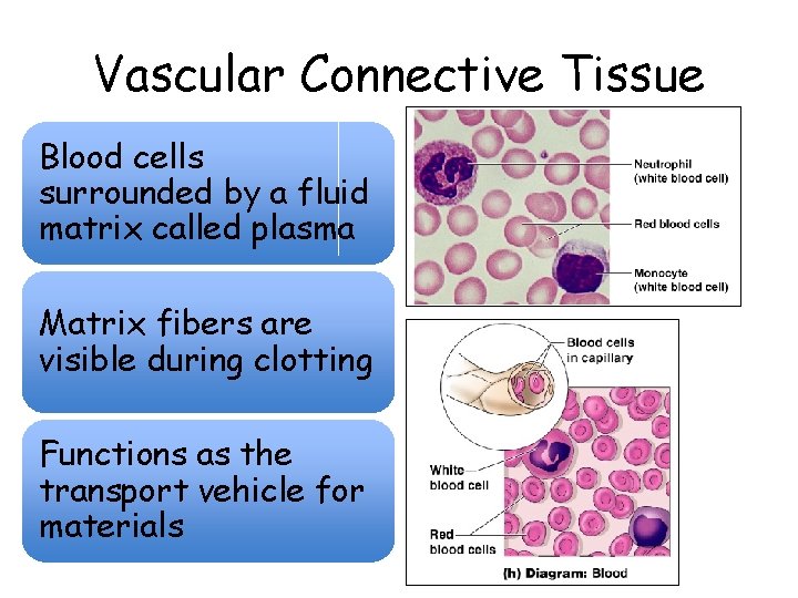 Vascular Connective Tissue Blood cells surrounded by a fluid matrix called plasma Matrix fibers