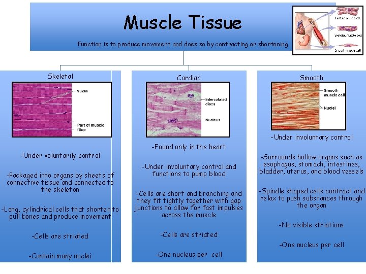 Muscle Tissue Function is to produce movement and does so by contracting or shortening
