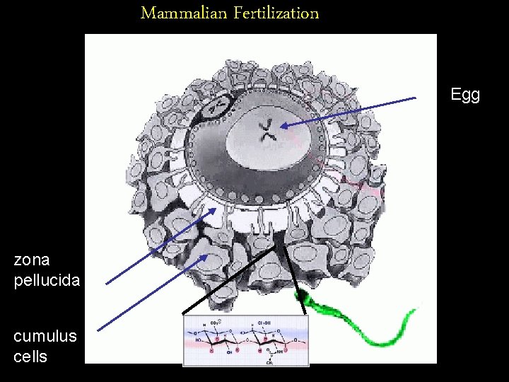 Mammalian Fertilization Egg zona pellucida cumulus cells 