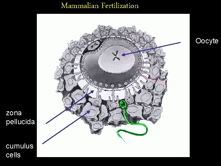 Mammalian Fertilization Oocyte zona pellucida cumulus cells 