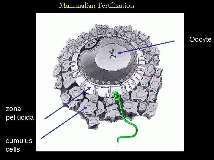 Mammalian Fertilization Oocyte zona pellucida cumulus cells 