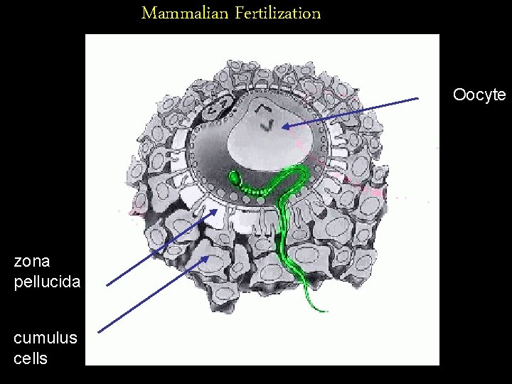 Mammalian Fertilization Oocyte zona pellucida cumulus cells 