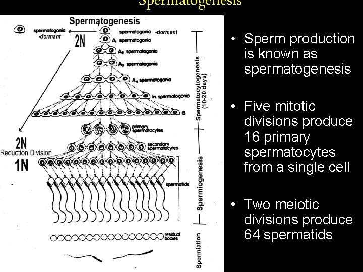 Spermatogenesis • Sperm production is known as spermatogenesis • Five mitotic divisions produce 16