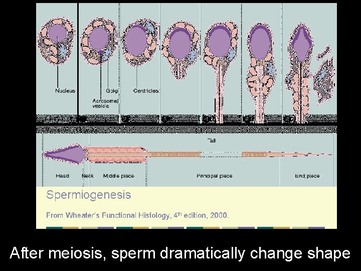 After meiosis, sperm dramatically change shape 