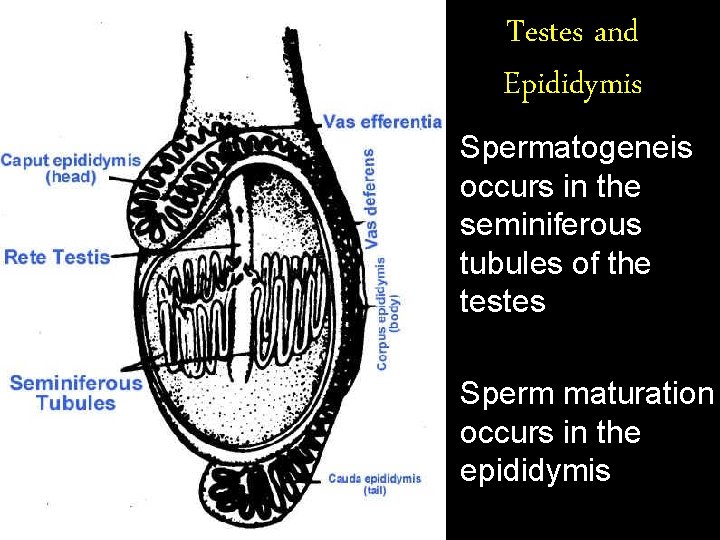 Testes and Epididymis • Spermatogeneis occurs in the seminiferous tubules of the testes •