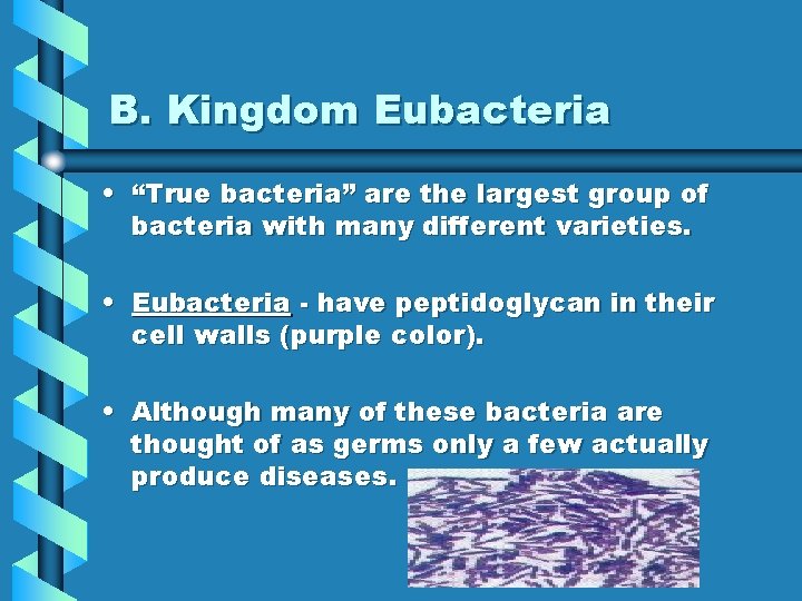 B. Kingdom Eubacteria • “True bacteria” are the largest group of bacteria with many