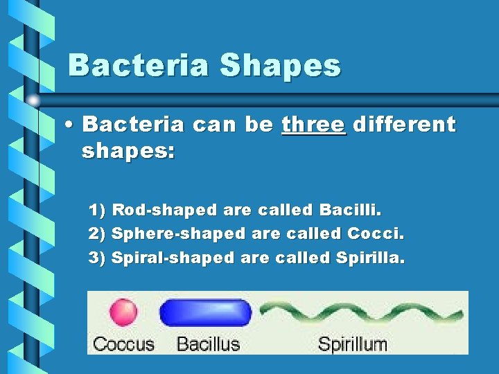 Bacteria Shapes • Bacteria can be three different shapes: 1) Rod-shaped are called Bacilli.
