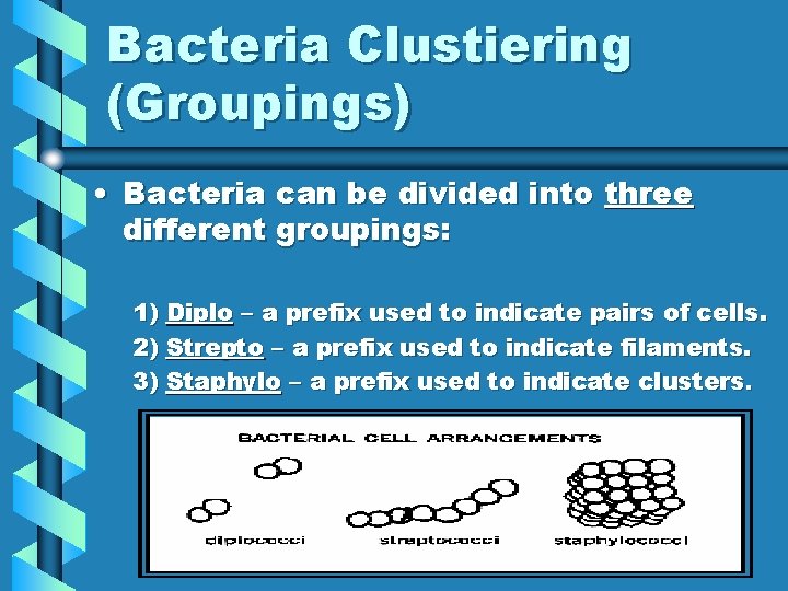 Bacteria Clustiering (Groupings) • Bacteria can be divided into three different groupings: 1) Diplo