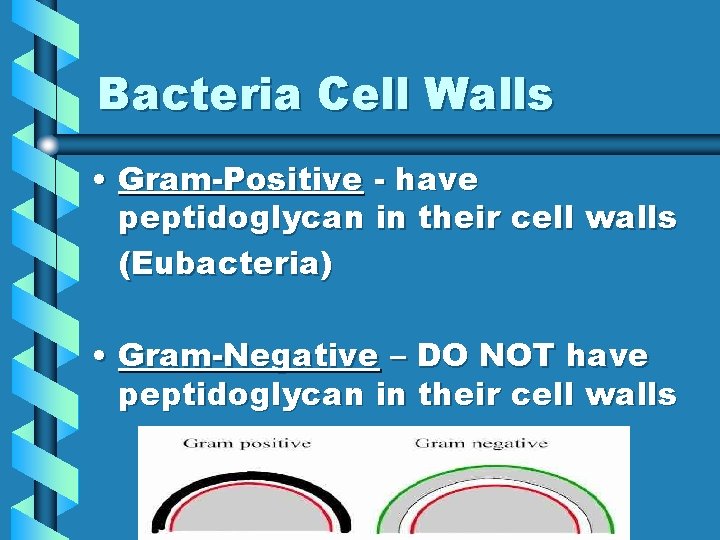 Bacteria Cell Walls • Gram-Positive - have peptidoglycan in their cell walls (Eubacteria) •