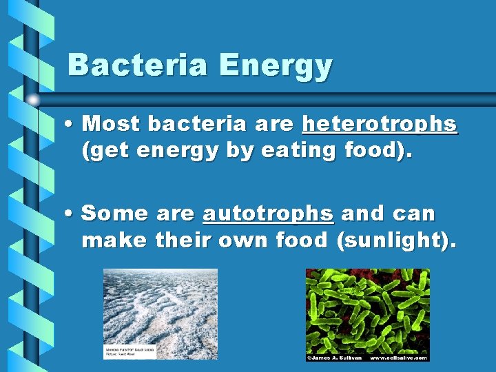 Bacteria Energy • Most bacteria are heterotrophs (get energy by eating food). • Some