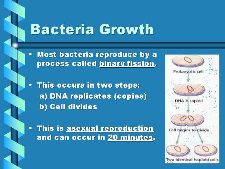 Bacteria Growth • Most bacteria reproduce by a process called binary fission. • This