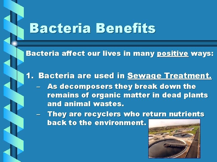 Bacteria Benefits Bacteria affect our lives in many positive ways: 1. Bacteria are used
