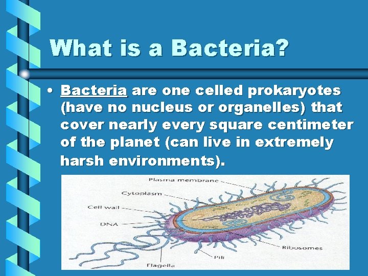 What is a Bacteria? • Bacteria are one celled prokaryotes (have no nucleus or