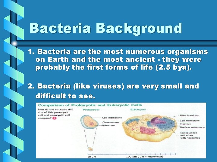 Bacteria Background 1. Bacteria are the most numerous organisms on Earth and the most
