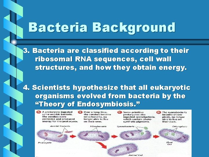 Bacteria Background 3. Bacteria are classified according to their ribosomal RNA sequences, cell wall