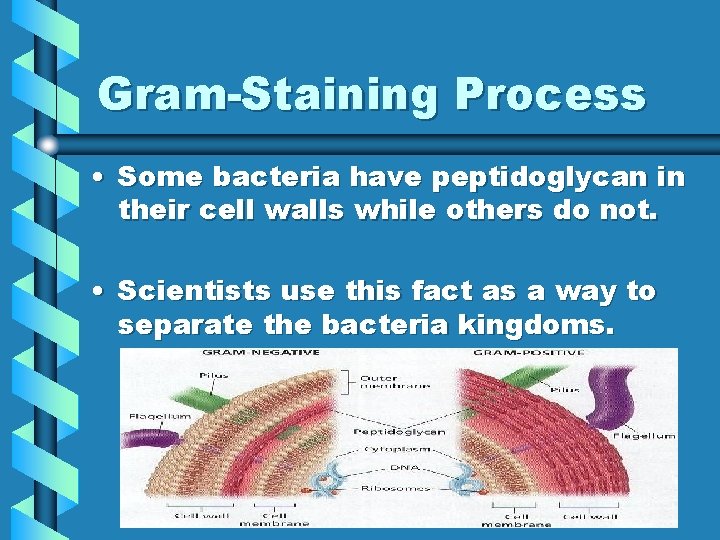Gram-Staining Process • Some bacteria have peptidoglycan in their cell walls while others do