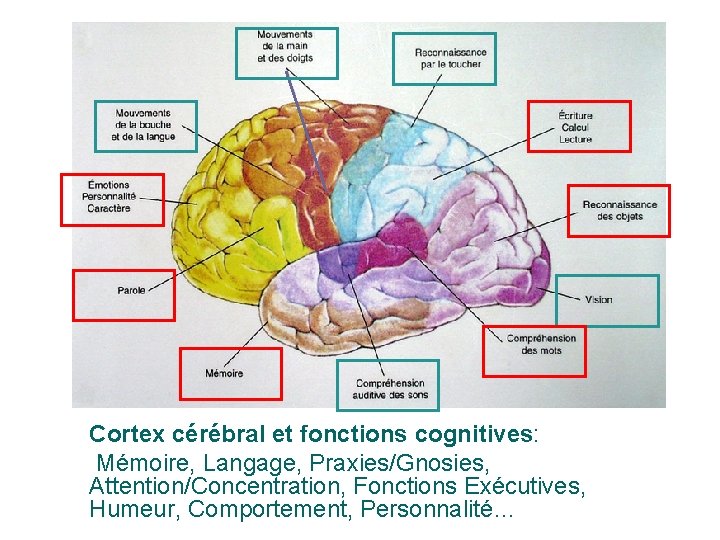 7 Cortex cérébral et fonctions cognitives: Mémoire, Langage, Praxies/Gnosies, Attention/Concentration, Fonctions Exécutives, Humeur, Comportement,