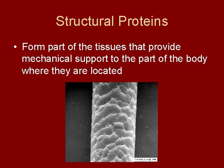 Structural Proteins • Form part of the tissues that provide mechanical support to the