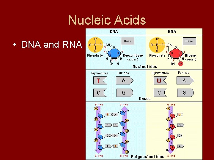 Nucleic Acids • DNA and RNA 