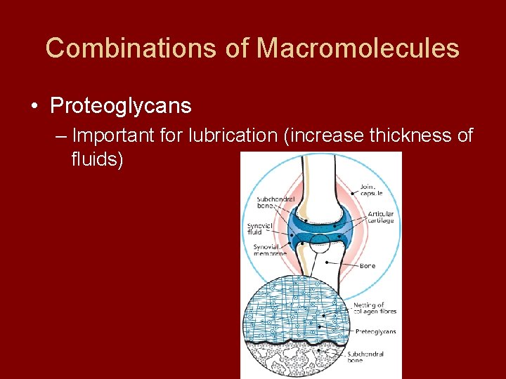 Combinations of Macromolecules • Proteoglycans – Important for lubrication (increase thickness of fluids) 