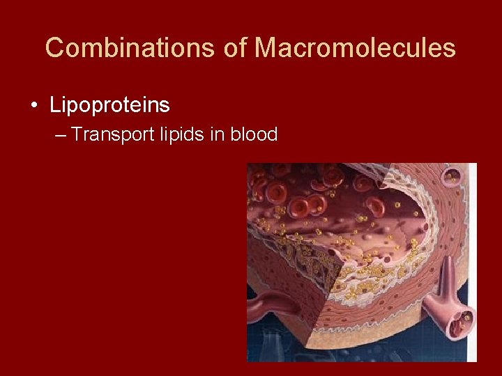 Combinations of Macromolecules • Lipoproteins – Transport lipids in blood 