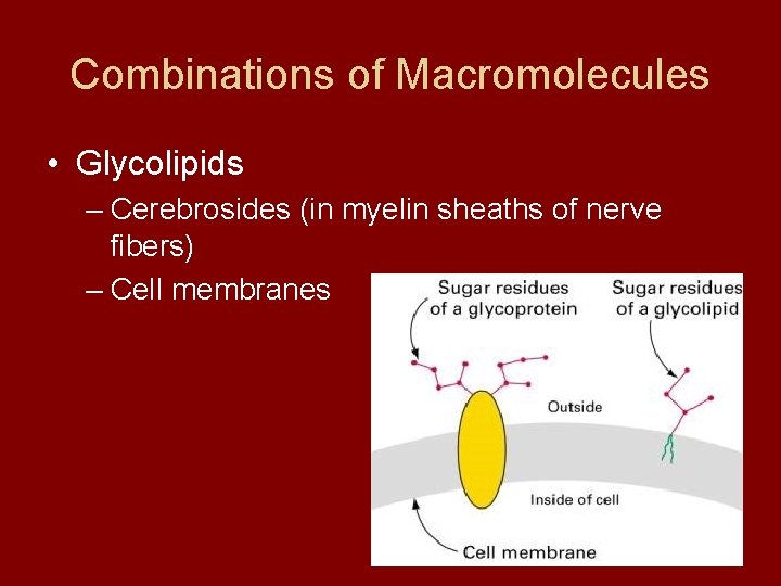 Combinations of Macromolecules • Glycolipids – Cerebrosides (in myelin sheaths of nerve fibers) –