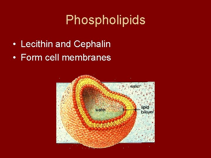Phospholipids • Lecithin and Cephalin • Form cell membranes 