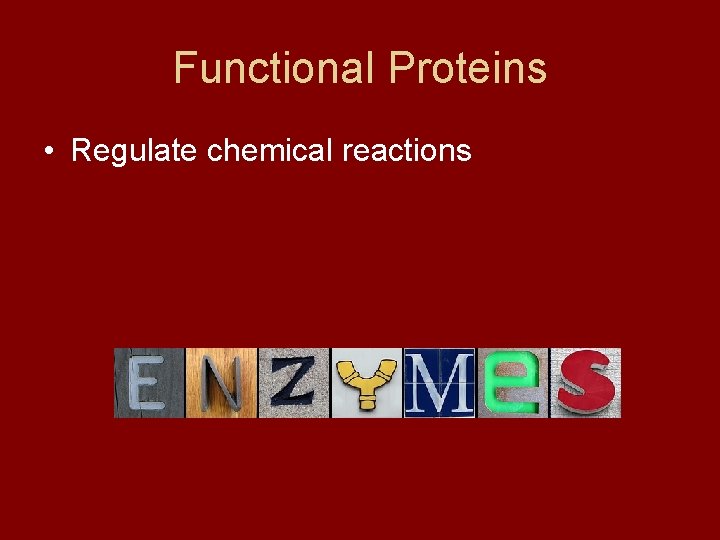 Functional Proteins • Regulate chemical reactions 