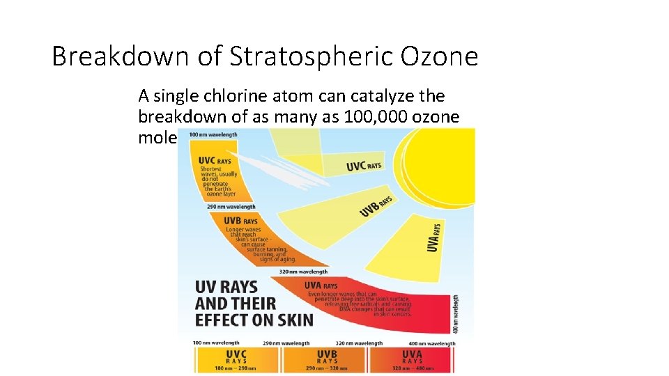 Breakdown of Stratospheric Ozone A single chlorine atom can catalyze the breakdown of as