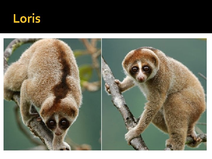 Loris 