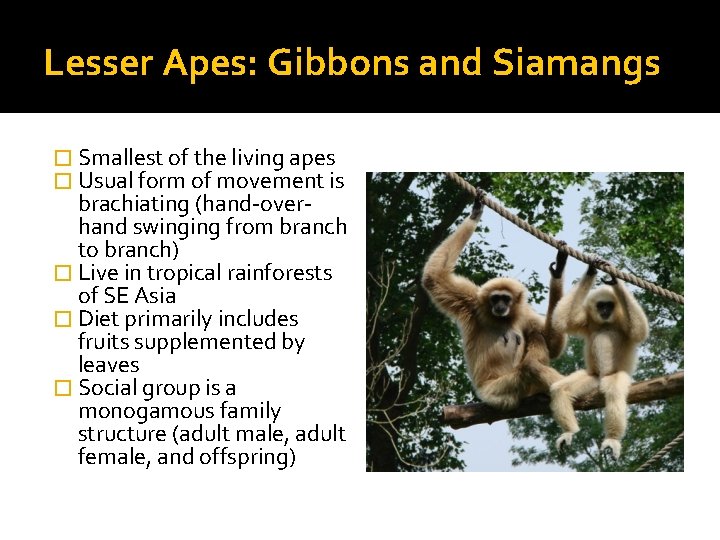 Lesser Apes: Gibbons and Siamangs � Smallest of the living apes � Usual form