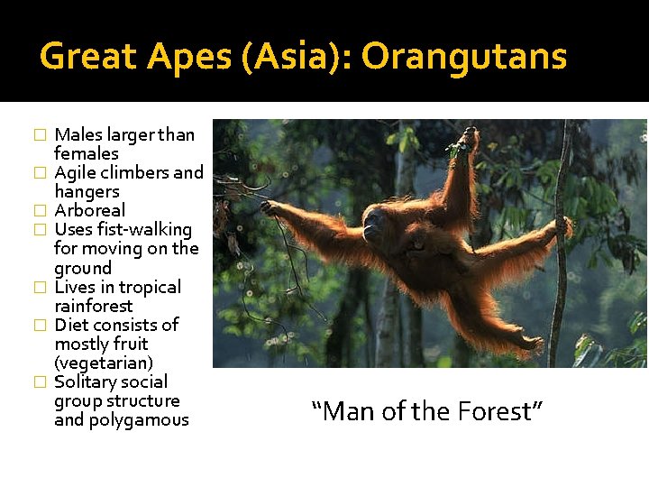 Great Apes (Asia): Orangutans � � � � Males larger than females Agile climbers