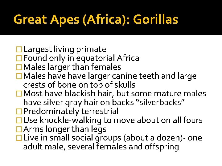 Great Apes (Africa): Gorillas �Largest living primate �Found only in equatorial Africa �Males larger