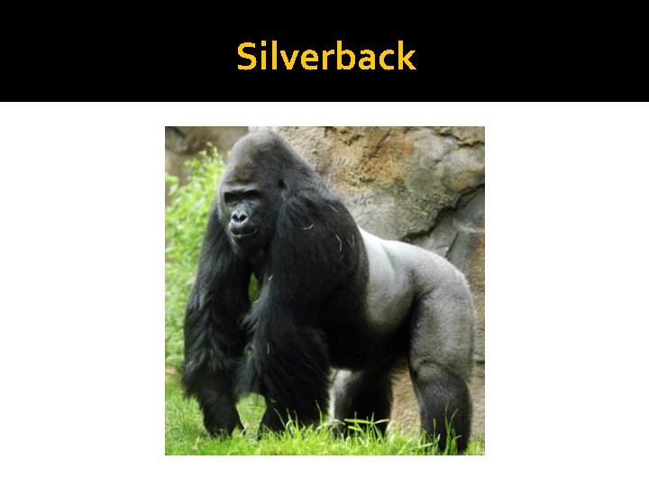 Silverback 