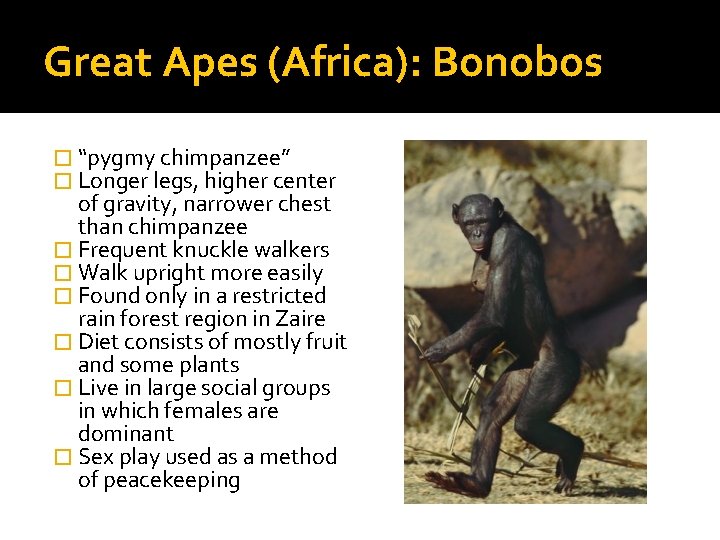 Great Apes (Africa): Bonobos � “pygmy chimpanzee” � Longer legs, higher center of gravity,