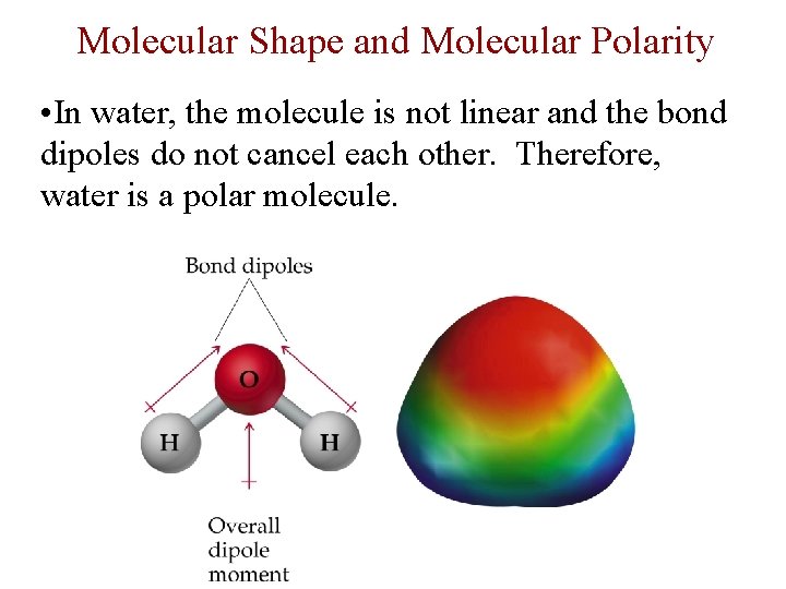 Molecular Shape and Molecular Polarity • In water, the molecule is not linear and